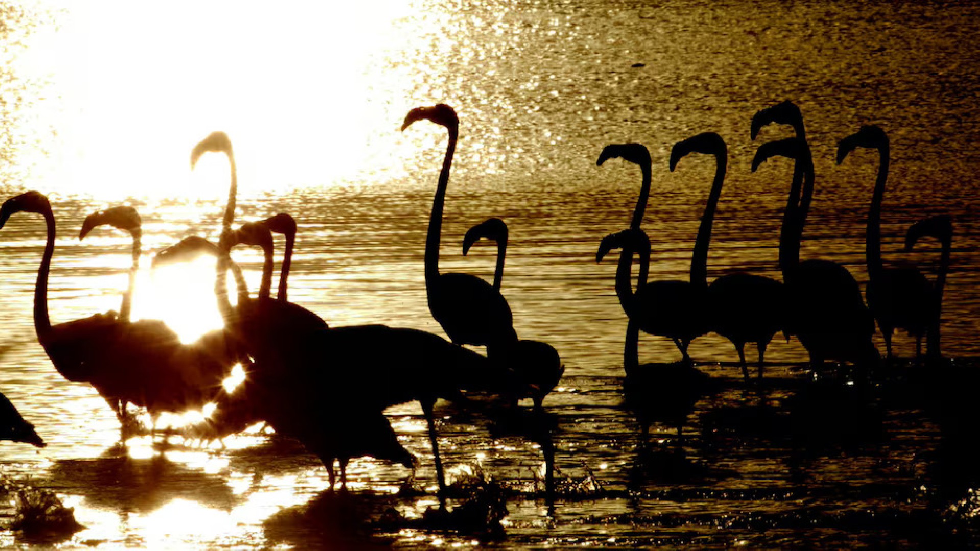 Menace sur les flamants roses : leur site de reproduction de Kimberley est perdu